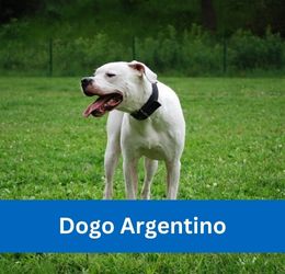Dogo Argentino