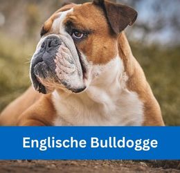 Englische Bulldogge