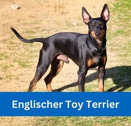 Englischer Toy Terrier