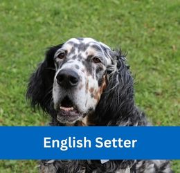 English Setter