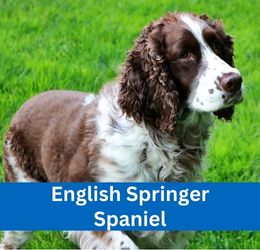 English Springer Spaniel