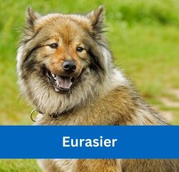 Eurasier