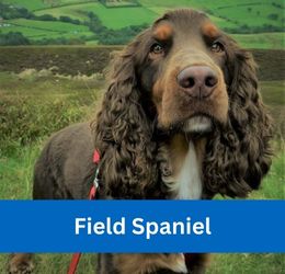 Field Spaniel