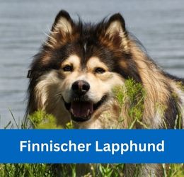 Finnischer Lapphund