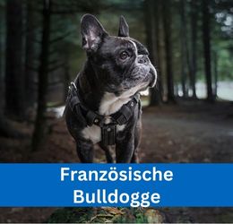 Französische Bulldogge
