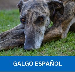 Galgo ESPAÑOL
