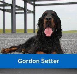 Gordon Setter