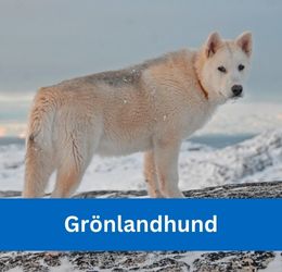 Grönlandhund