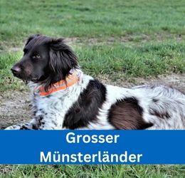 Grosser Münsterländer Vorstehhund