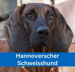 Hannoverscher Schweisshund
