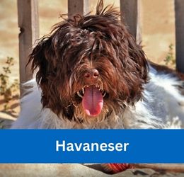 Havaneser