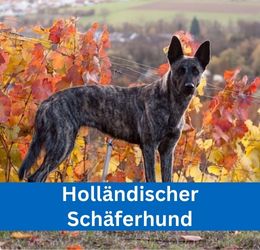 Holländischer Schäferhund