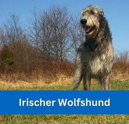Irischer Wolfshund