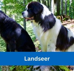 LANDSEER