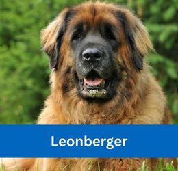 Leonberger