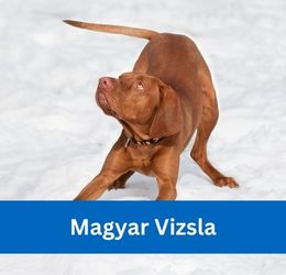 Magyar Vizsla