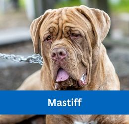 Mastiff