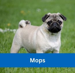Mops