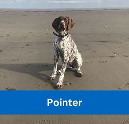 Pointer