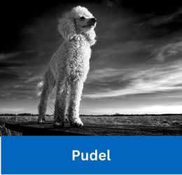 Pudel