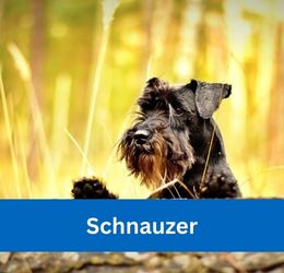 Schnauzer