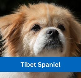 Tibet Spaniel