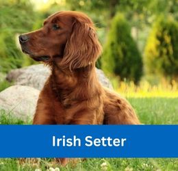 irish setter