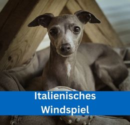 italienisches windspiel