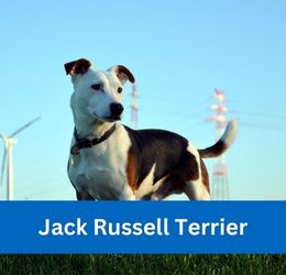 jack russell terrier