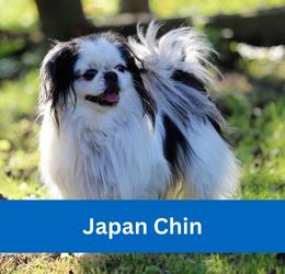 japan chin