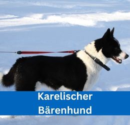 karelischer bärenhund