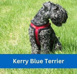 kerry blue terrier