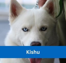 kishu