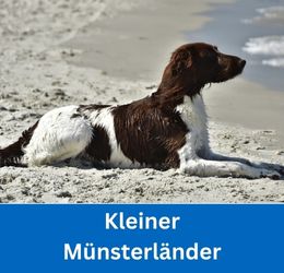 kleiner münsterländer