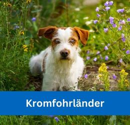 kromfohrländer