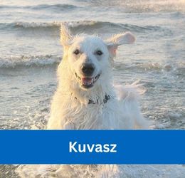 kuvasz