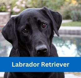 labrador retriever