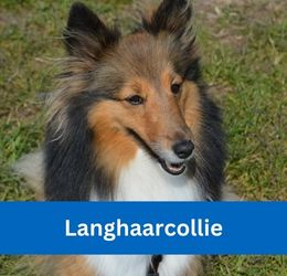 langhaarcollie