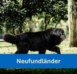 neufundländer