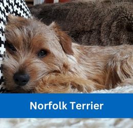 norfolk terrier