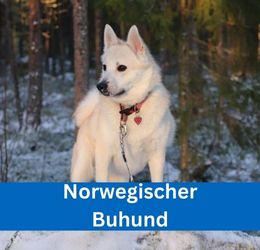norwegischer buhund