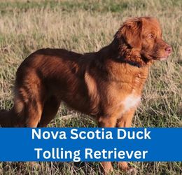 nova scotia duck tolling retriever