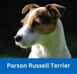parson russell terrier