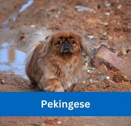pekingese