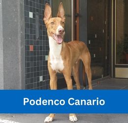 podenco canario
