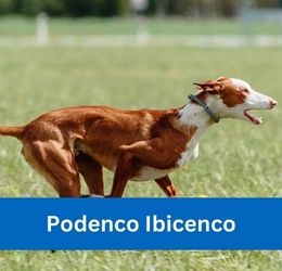 podenco ibicenco