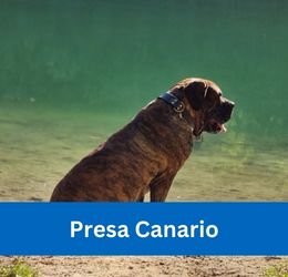 presa canario