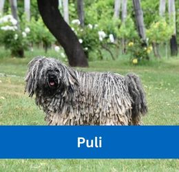 puli
