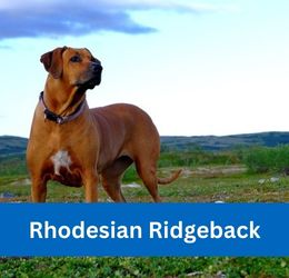 rhodesian ridgeback