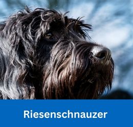 riesenschnauzer
